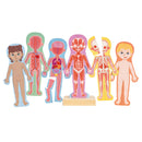 Hape Human Body Magnetic Puzzle